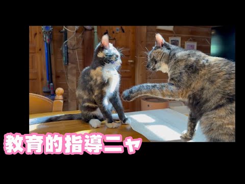 教育的指導ニャン  ハナ＆ララ   2025 09 17 2(YouTube)