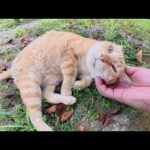 片耳の茶トラ猫をモフるとコテンと寝転んで丸くなった(YouTube)