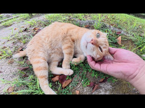 片耳の茶トラ猫をモフるとコテンと寝転んで丸くなった(YouTube)