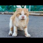漁港そばの広場で出会った茶トラ猫が可愛すぎて癒される🐱💖(YouTube)