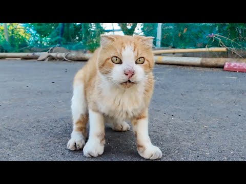 漁港そばの広場で出会った茶トラ猫が可愛すぎて癒される🐱💖(YouTube)