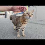 三本脚の猫ちゃんがリハビリのため路地裏を歩き回る(YouTube)