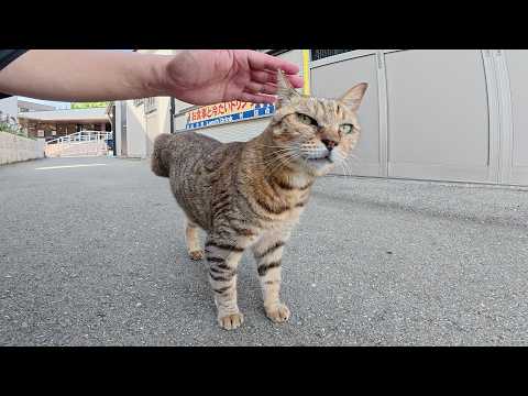 三本脚の猫ちゃんがリハビリのため路地裏を歩き回る(YouTube)