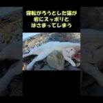 寝転がろうとした猫が岩にスッポリとはさまってしまう #猫 #ねこ #cat(YouTube)