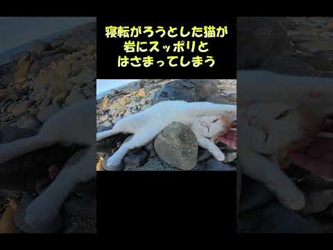寝転がろうとした猫が岩にスッポリとはさまってしまう #猫 #ねこ #cat(YouTube)