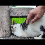公園の橋の上に猫がいたのでナデナデしてきた(YouTube)