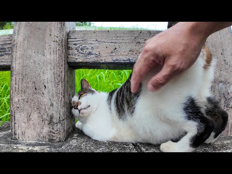 公園の橋の上に猫がいたのでナデナデしてきた(YouTube)