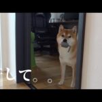 柴犬との間に亀裂が入りました。。(YouTube)