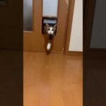 颯爽と現れて「ニャッ(YouTube)