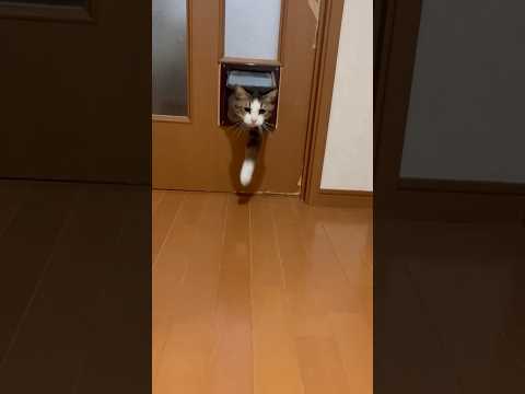 颯爽と現れて「ニャッ(YouTube)