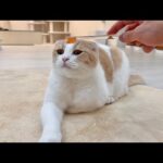濡れた歯ブラシで撫でると猫が昇天するらしいのでやってみたらこうなっちゃいましたwww(YouTube)