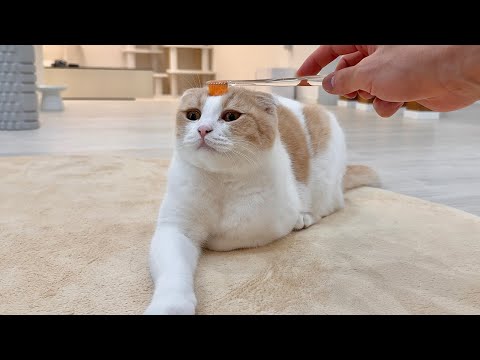 濡れた歯ブラシで撫でると猫が昇天するらしいのでやってみたらこうなっちゃいましたwww(YouTube)