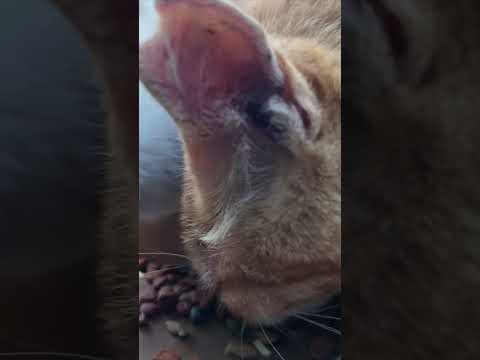 猫島の小学校、給食の時間です(YouTube)