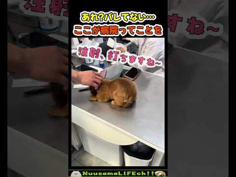 彼は注射を打たれることを知らない【犬】 #犬 #dog(YouTube)