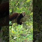 #お昼寝 #レッサーパンダ #redpanda(YouTube)