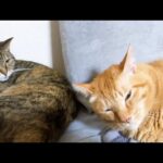いつも妹猫たちのお世話をする茶トラ猫が夜になると飼い主の側でとてつもなく甘える姿に癒されました(YouTube)