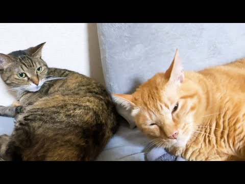 いつも妹猫たちのお世話をする茶トラ猫が夜になると飼い主の側でとてつもなく甘える姿に癒されました(YouTube)