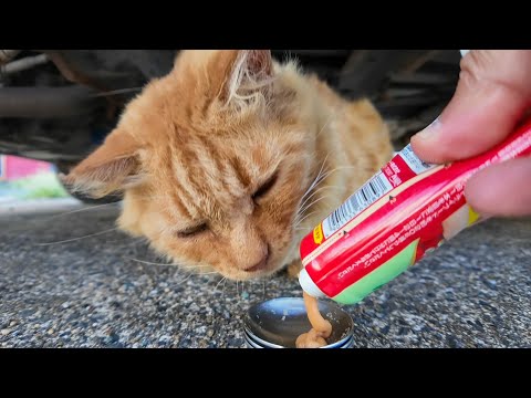 軽トラの下から現れた茶トラ猫ちゃんにちゅーるをあげたら幸せそうに食べてくれた🐾(YouTube)