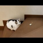 また階段から咥えて帰ってくる猫が見てみたい(YouTube)