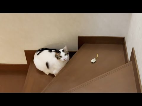 また階段から咥えて帰ってくる猫が見てみたい(YouTube)