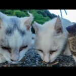 ガツガツ食べるλ模様の猫と恐る恐る近づく白猫ちゃんたちが可愛すぎる(YouTube)