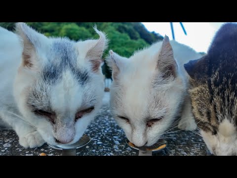 ガツガツ食べるλ模様の猫と恐る恐る近づく白猫ちゃんたちが可愛すぎる(YouTube)