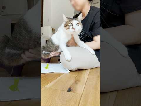 エースのお花摘み 実りの秋バージョン🌰 #描いた地図はどこ？ #cats(YouTube)