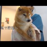 畑にダイブ！？柴犬がとんでもないことになったので急遽浴室へ。(YouTube)
