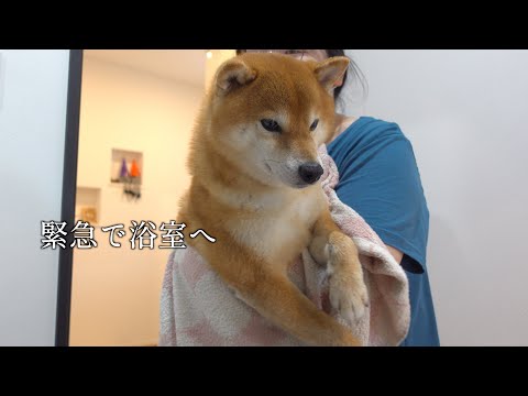 畑にダイブ！？柴犬がとんでもないことになったので急遽浴室へ。(YouTube)
