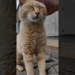 道の真中で寝ていた猫ちゃん、道路脇の段に座ると隣に寄って来たのでちゅーるをやった(YouTube)