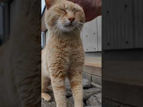 道の真中で寝ていた猫ちゃん、道路脇の段に座ると隣に寄って来たのでちゅーるをやった(YouTube)