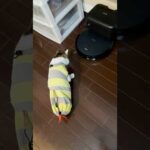 エースvsロボット掃除機😾🗯️ #cats(YouTube)