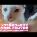 オレッちもすだつんだけどさ無視してない？と～ちゃんさ  泥の中からレスキューされたモグと小学生に拾われたムック   2025 09 14 2(YouTube)