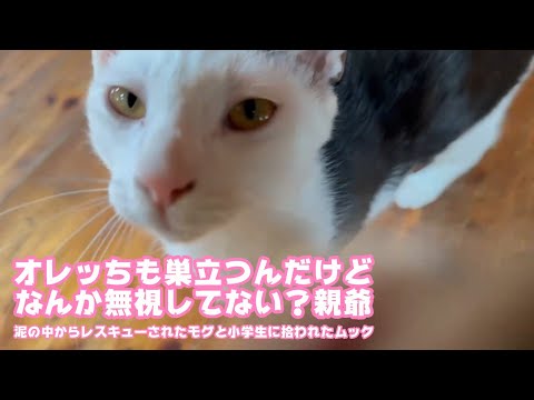 オレッちもすだつんだけどさ無視してない？と～ちゃんさ  泥の中からレスキューされたモグと小学生に拾われたムック   2025 09 14 2(YouTube)