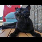 自販機横のベンチにいた黒猫をナデナデしたらゴロゴロ甘えてきて可愛すぎた(YouTube)