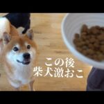 実家に皿を忘れて柴犬激おこ！可愛すぎる犬語の猛抗議を受けました…。(YouTube)