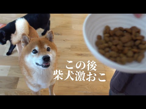 実家に皿を忘れて柴犬激おこ！可愛すぎる犬語の猛抗議を受けました…。(YouTube)
