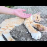 暑そうな茶シロ猫を日陰へ案内したら脚をフミフミしてくつろいだ(YouTube)