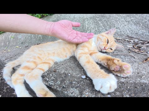 暑そうな茶シロ猫を日陰へ案内したら脚をフミフミしてくつろいだ(YouTube)