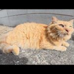 ライオンのような凛々しい猫をモフると喉をゴロゴロと鳴らした(YouTube)