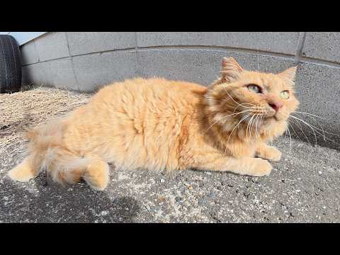 ライオンのような凛々しい猫をモフると喉をゴロゴロと鳴らした(YouTube)
