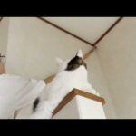 ヤモリをトカゲと勘違いして大騒ぎする猫とお母さん(YouTube)