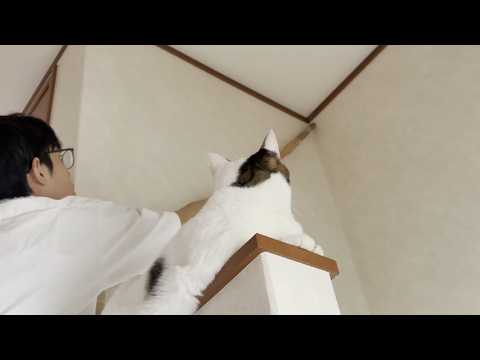 ヤモリをトカゲと勘違いして大騒ぎする猫とお母さん(YouTube)