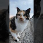猫島で防波堤に座ると三毛猫が駆け寄ってきて隣に座ってきた(YouTube)