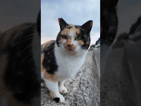 猫島で防波堤に座ると三毛猫が駆け寄ってきて隣に座ってきた(YouTube)