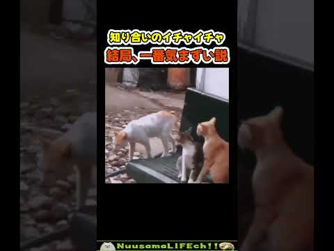 猫が知り合いのイチャイチャに遭遇した結果😂【ネコ】#猫 #cat(YouTube)