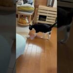 想像してください、どれだけ高く投げられたのか(YouTube)