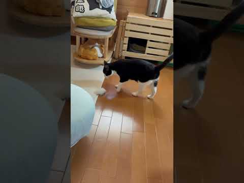 想像してください、どれだけ高く投げられたのか(YouTube)