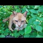 【週刊感動猫動画】今週撮った未公開猫動画まとめて公開-unreleased video of this week-2025/9/3w(YouTube)
