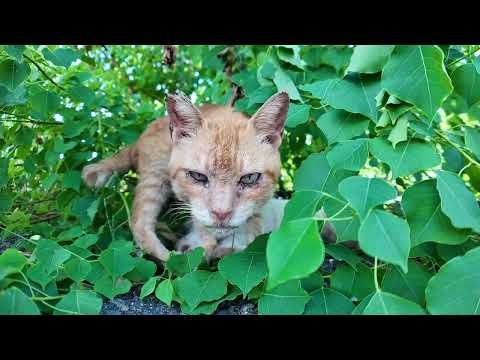 【週刊感動猫動画】今週撮った未公開猫動画まとめて公開-unreleased video of this week-2025/9/3w(YouTube)